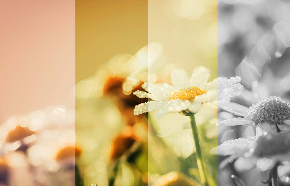 Flower meadow with different photo effects, which were created with the picture editor of the Designer website builder.